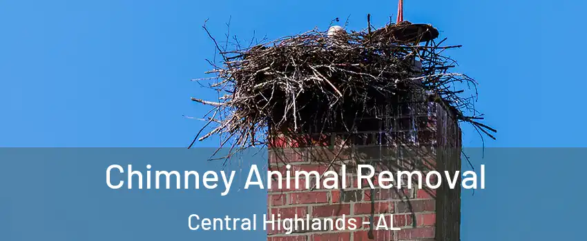 Chimney Animal Removal Central Highlands - AL