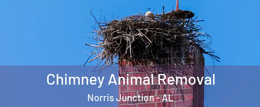 Chimney Animal Removal Norris Junction - AL
