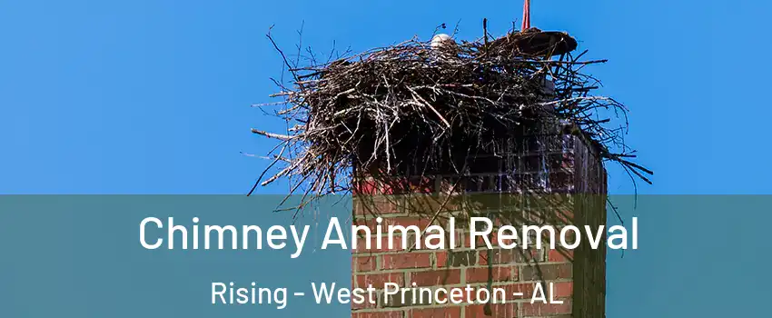 Chimney Animal Removal Rising - West Princeton - AL