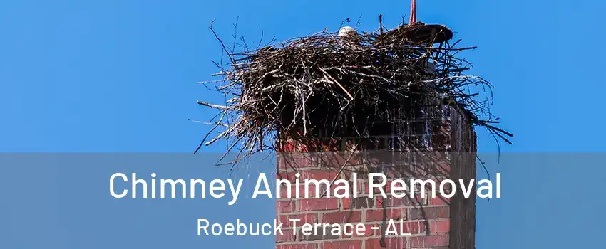Chimney Animal Removal Roebuck Terrace - AL