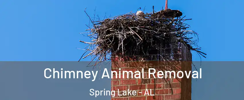 Chimney Animal Removal Spring Lake - AL