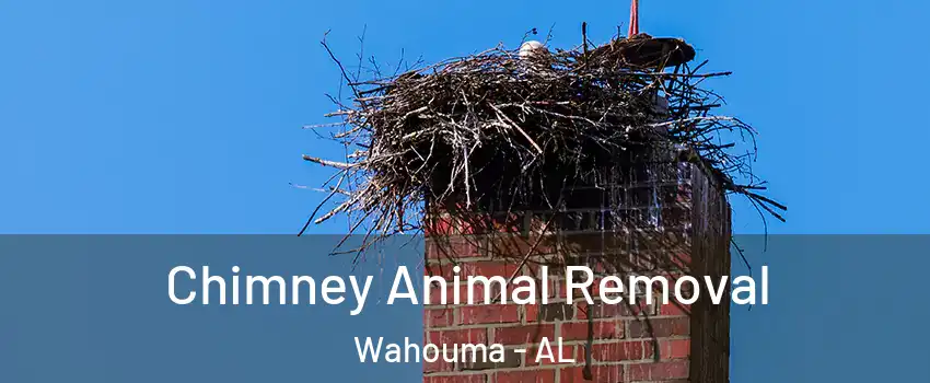 Chimney Animal Removal Wahouma - AL