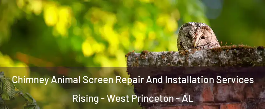 Chimney Animal Screen Repair And Installation Services Rising - West Princeton - AL