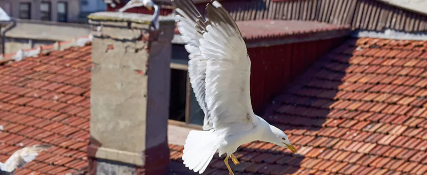Residential Chimney Animal Removal Solution in Central City, AL